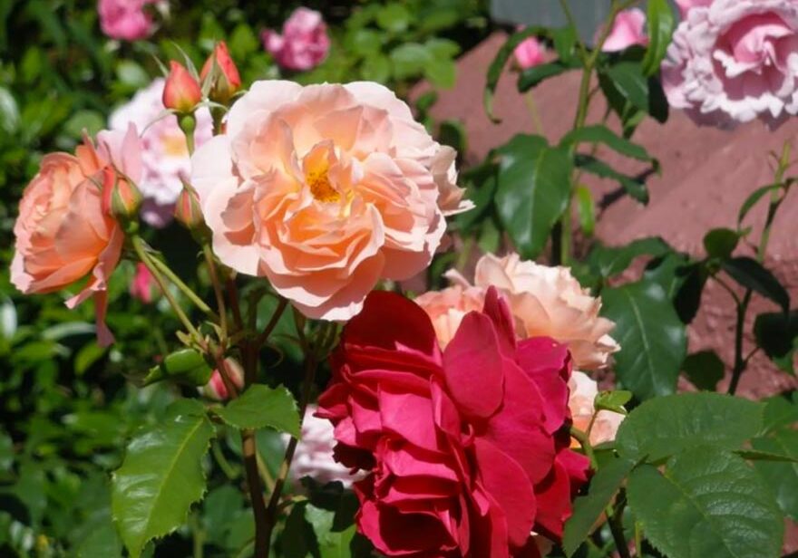 Roses in Melrose Gardens Nelson