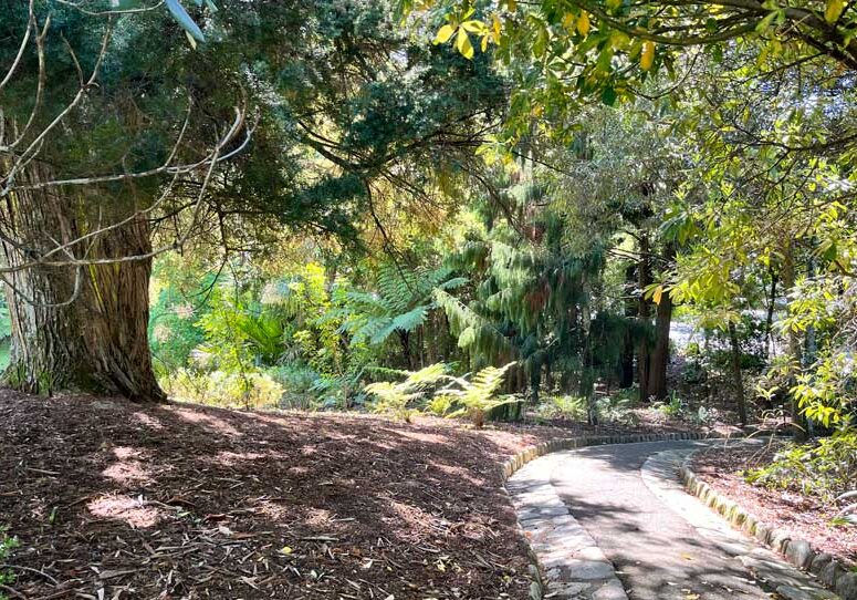 melrose forest walk