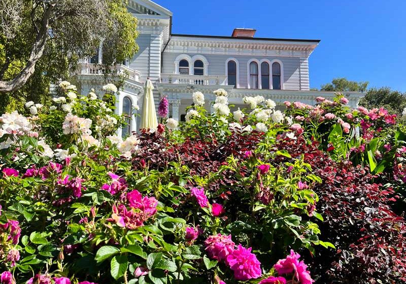 flowers in bloom at Melrose House in Nelson